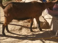 تيس, Alpine goat — الصورة 1