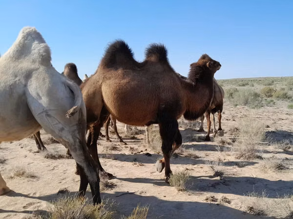 公骆驼, Kazakh Bactrian camel