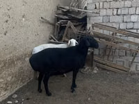 भेड़ें (लॉट, लिंग निर्दिष्ट नहीं), भेड़ — फ़ोटो 2