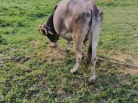 公牛, Cattle — 照片 3