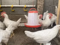 Leghorn — Foto 1