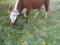 Kuh, Simmental cattle — Foto 1