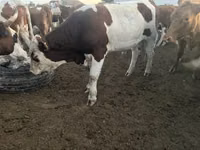 Toro, Simmental cattle — foto 2