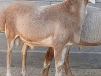 Ram, Arashan sheep — photo 2