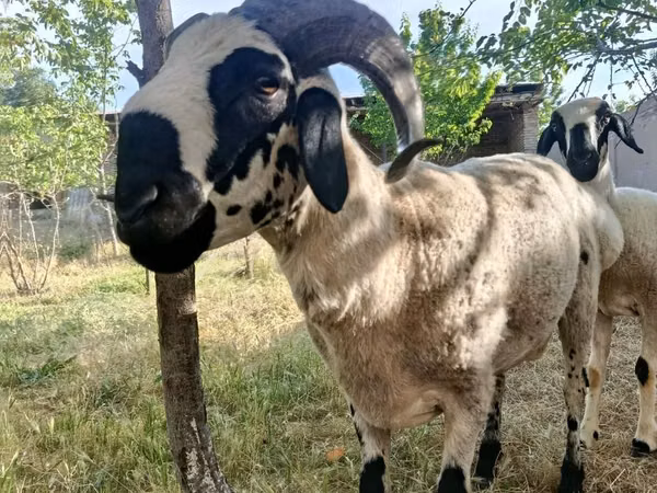 Widder, Blackheaded Persian sheep