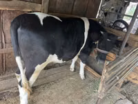 母牛, Holstein breed — 照片 2