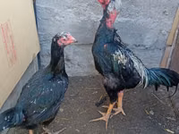 Chickens — الصورة 1