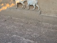 Ziege, Saanen goat — Foto 5