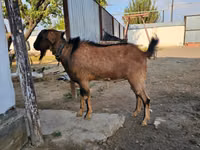 母山羊, Goats — 照片 1