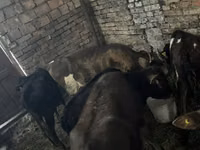 Bull, Cattle — photo 3