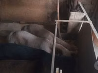 Carnero, Ovejas — foto 4