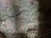 Сифатли ўт сотилади Тоза уй шароитида етиштирилган. Жўхори ва беда қ — Foto 5