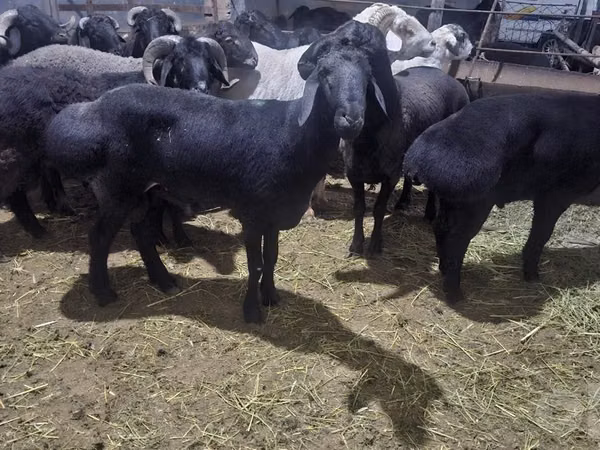 Carnero, Hissar sheep