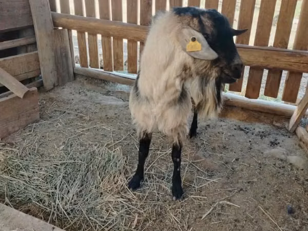 Ziege, Alpine goat