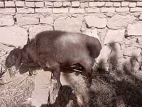كبش, الأغنام — الصورة 1