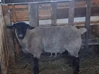 Widder, White Suffolk sheep — Foto 1