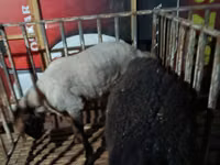 Carnero, Hissar sheep — foto 5