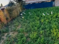 Chickens — photo 4