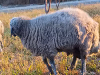 Widder, Rhon sheep — Foto 2