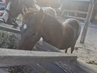 Hengst, Welsh Cob — Foto 6