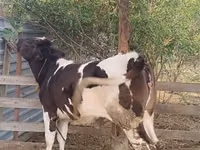 गाय, मवेशी — फ़ोटो 2