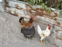 Chickens — Foto 3