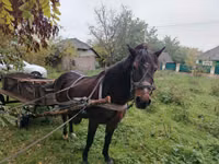 母马, Horses — 照片 2