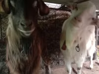 Cabro, Saanen goat — foto 1