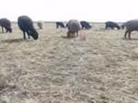Carnero, Rhon sheep — foto 5