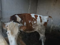 Kuh, Simmental cattle — Foto 2