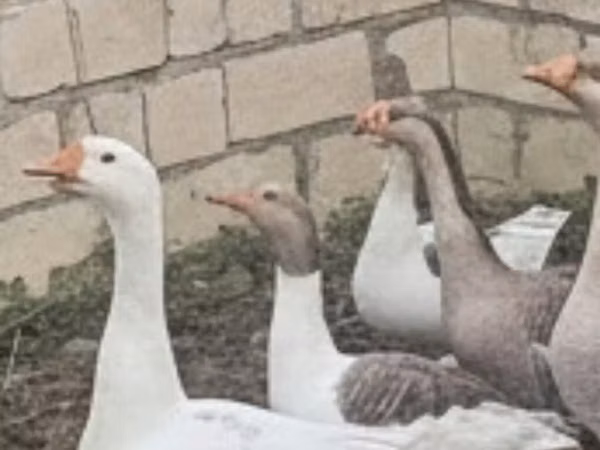 琳达