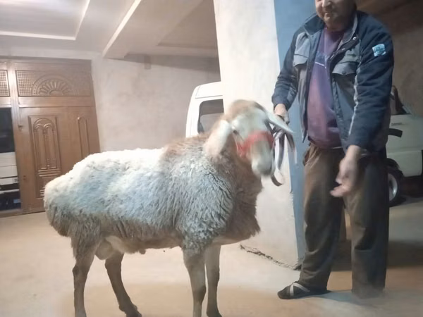 Widder, Edilbay sheep — Usbekistan
