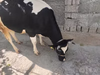 بقرة, Russian Black pied cattle — الصورة 1