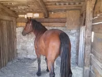 Stute, Međimurje horse — Foto 5