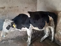 ثور, Russian Black pied cattle — الصورة 1