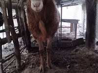 Қошқар, Arashan sheep — 7-сурет