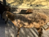 Oveja, Arashan sheep — foto 2