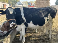 Kuh, Holstein-Rasse — Foto 2