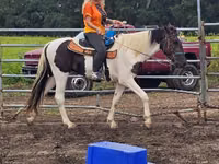 Hengst, American paint horse — Foto 3