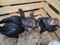 Chickens — Foto 2