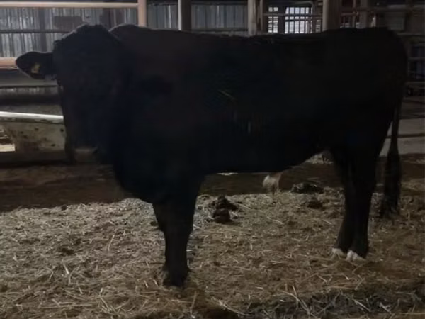 Toro, Aberdeen-Angus