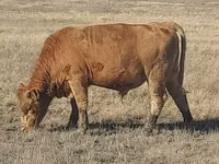Bulle, Aberdeen-Angus — Foto 6