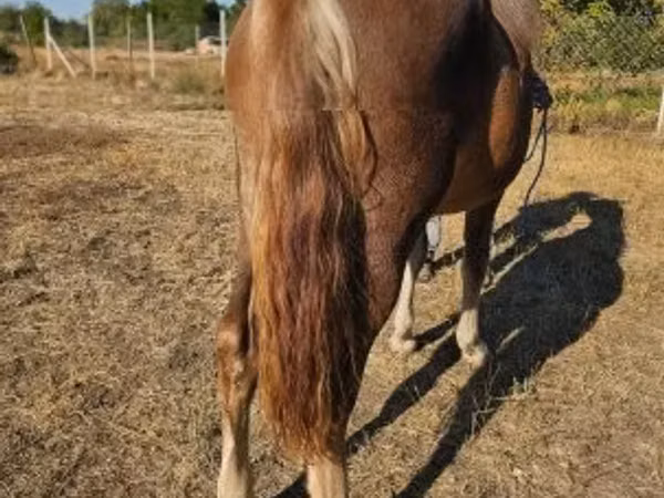 Mare, Horses