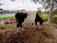 بقرة, Russian Black pied cattle — الصورة 1