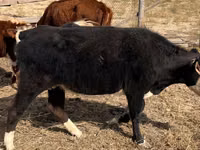 Cow, Latvian Blue cattle — photo 4