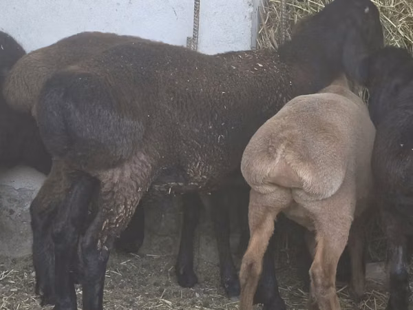 كبش, Hissar sheep — أوزبكستان