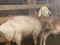 كبش, Arashan sheep — الصورة 1