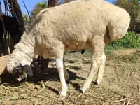 Widder, Blackheaded Persian sheep — Foto 6