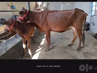 Vaca, Ganado vacuno — foto 1