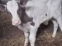 公牛, Cattle — 照片 3